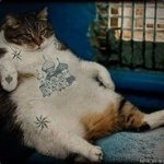Cat_on_Zone [RUS]