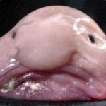 Blobfish Mann